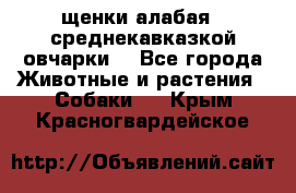 щенки алабая ( среднекавказкой овчарки) - Все города Животные и растения » Собаки   . Крым,Красногвардейское